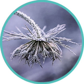 Workshop Mania! Reiki... How to Survive Winter... Tai Chi and more!