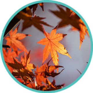 Your Chance to Embrace Autumn is Just Around the Corner! Join Richard Kwan this Sunday in Chinese Medicine Series: Living in Harmony with the Four Seasons